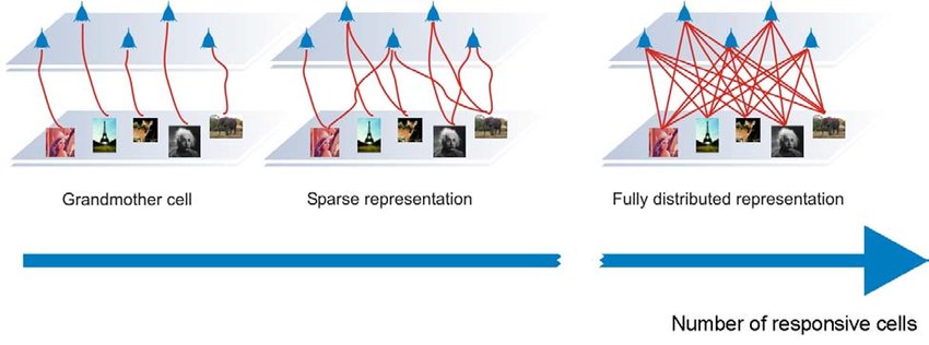 Sketch of neural coding strategies in order of increasing sparseness (see text). Left. A Grandmother Cell type of coding, where each cell codifies one stimulus. Middle. sparse representation, where only a few neurons are active in response to a stimulus. Right. Fully distributed representation. Any stimulus elicits activity of a large population of cells.