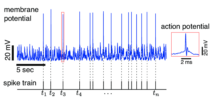 Spike train observation. Typical intracellular membrane potential... |  Download Scientific Diagram