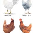 계란값이 안내려가는 비밀
