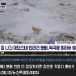 집나간 우리 뽀삐.